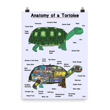 Load image into Gallery viewer, Anatomy of a Tortoise
