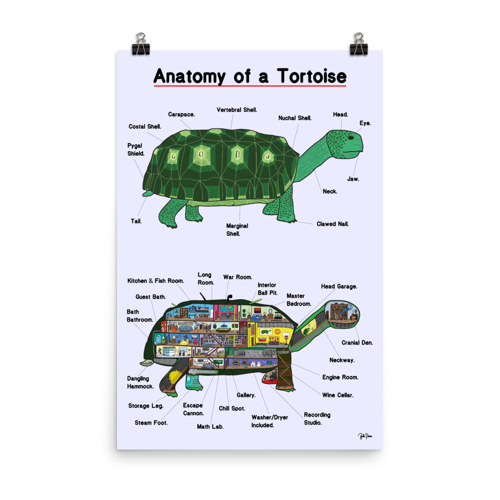Anatomy of a Tortoise